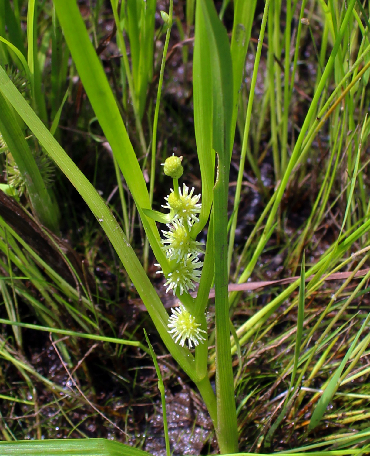 Aquatic plants of Pennsylvania Flora of Pennsylvania